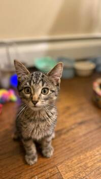 Smokey & Archie - Kittens Bonded -  Domestic Short Hair Cat for Adoption in Enfield, Connecticut - Smokey & Archie - Kittens Bonded | PetCurious