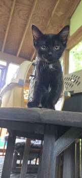 Rescue Domestic Short Hair Cats for Adoption in Chattanooga, Tennessee - Alfie | PetCurious