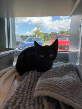 CREATURE -  Domestic Short Hair Cat for Adoption in Leesburg, Virginia - CREATURE | PetCurious