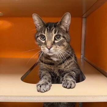Domestic Short Hair Cats Available for Adoption in Elyria, Ohio - Ike | PetCurious