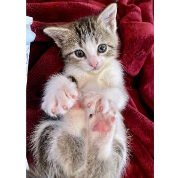 Domestic Short Hair Cats Available for Adoption in Austin, Texas - Holly 7 | PetCurious