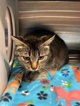 Sadie -  Domestic Short Hair Cat for Adoption in Sidney, Ohio - Sadie | PetCurious