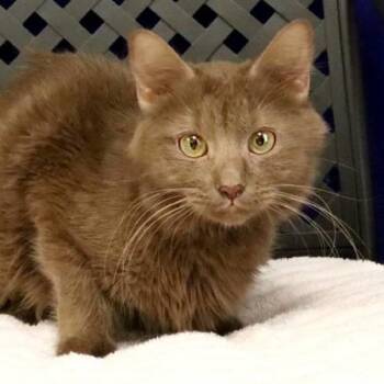 Domestic Long Hair Cats Available for Adoption in Midland, Texas - Hershey | PetCurious