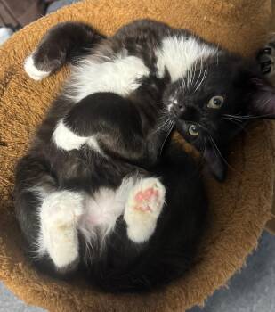 Socks -  Domestic Short Hair Cat for Adoption in Bear, Delaware - Socks | PetCurious