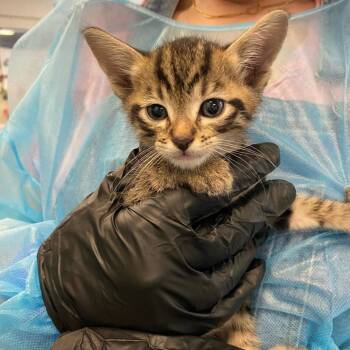 Wade Wilson -  Domestic Short Hair Cat for Adoption in Los Angeles, California - Wade Wilson | PetCurious