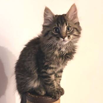 Harry Pawtter -  Domestic Long Hair Cat for Adoption in Hopkinton, Massachusetts - Harry Pawtter | PetCurious