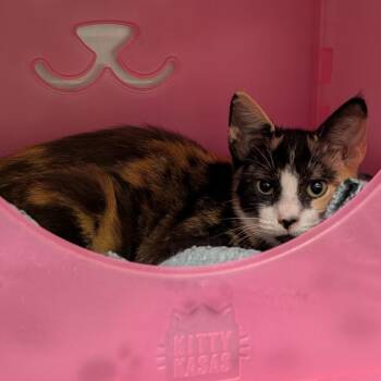 Flower -  Domestic Short Hair Cat for Adoption in Titusville, Florida - Flower | PetCurious