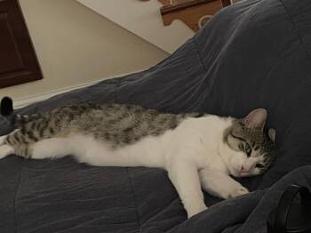 Miso -  Domestic Short Hair Cat for Adoption in Lake Grove, New York - Miso | PetCurious