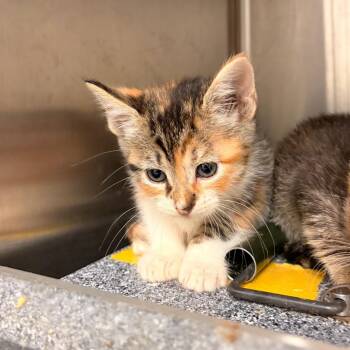 Hannah Rose -  Domestic Short Hair Cat for Adoption in Edinburg, Texas - Hannah Rose | PetCurious