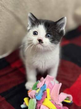 Rescue Domestic Medium Hair Cats for Adoption in Las Vegas, Nevada - MICHAEL MYERS | PetCurious