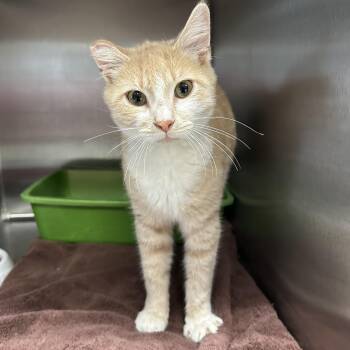 Domestic Short Hair Cats Available for Adoption in La Grange Park, Illinois - Citrine  | PetCurious