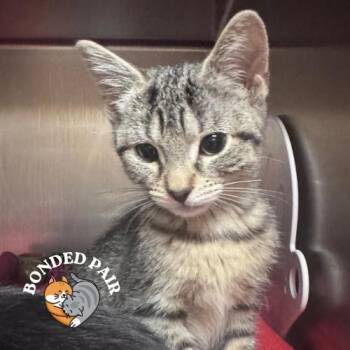 Goose -  Domestic Short Hair Cat for Adoption in Providence, Rhode Island - Goose | PetCurious