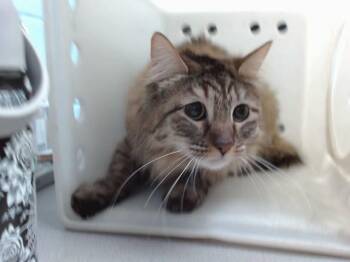 HAZEL -  Domestic Medium Hair and Domestic Short Hair Cat for Adoption in Albuquerque, New Mexico - HAZEL | PetCurious