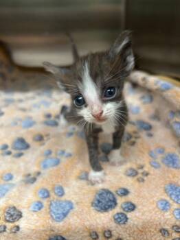 Domestic Short Hair Cats Available for Adoption in Kemp, Texas - Cricket | PetCurious