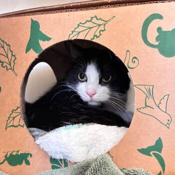 Spaghetti -  Domestic Medium Hair and Mixed Breed Cat for Adoption in Dayton, Ohio - Spaghetti | PetCurious