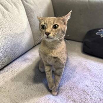 Mango -  Domestic Short Hair Cat for Adoption in Elyria, Ohio - Mango | PetCurious