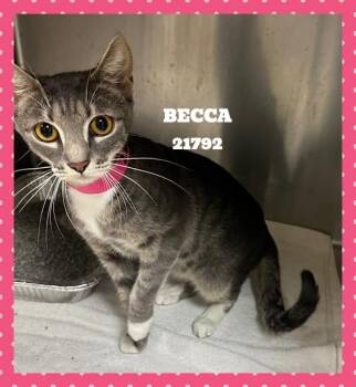 BECCA -  Domestic Short Hair Cat for Adoption in Marietta, Georgia - BECCA | PetCurious