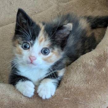 Calypso -  Domestic Short Hair Cat for Adoption in Fort Lauderdale, Florida - Calypso | PetCurious