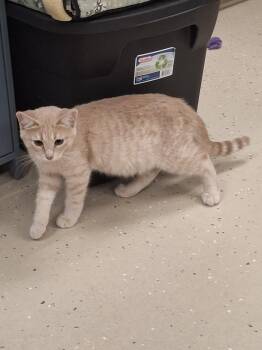 Rescue Tabby Cats for Adoption in Little Falls, Minnesota - Lincoln | PetCurious