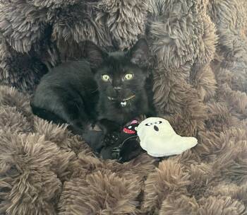 Binx — Tiny Kitten, Big Spirit -  Domestic Short Hair Cat for Adoption in Prescott, Arizona - Binx — Tiny Kitten, Big Spirit | PetCurious