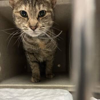 Domestic Short Hair Cats Available for Adoption in Philadelphia, Pennsylvania - Miracle | PetCurious