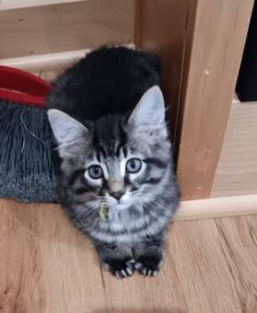 D`Artagnan $150 @ Petco -  Domestic Medium Hair and Domestic Short Hair Cat Available for Adoption in Seneca, South Carolina - D`Artagnan $150 @ Petco | PetCurious