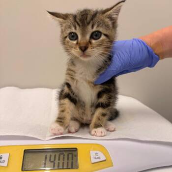 Tulip -  Domestic Short Hair Cat for Adoption in Chattanooga, Tennessee - Tulip | PetCurious