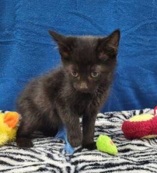 Leila -  Domestic Short Hair Cat Available for Adoption in Bucyrus, Ohio - Leila | PetCurious