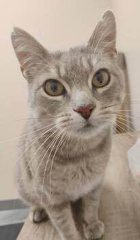 Rescue Domestic Short Hair Cats for Adoption in Great Falls, Montana - Shyleena | PetCurious