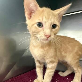 Domestic Short Hair Cats Available for Adoption in Lake Panasoffkee, Florida - Spongebob | PetCurious