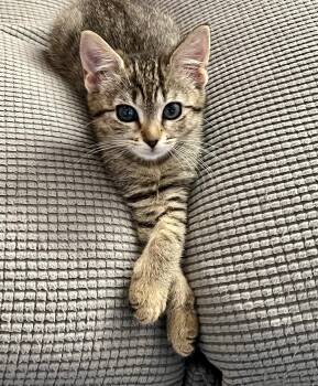 Clover (new) -  Tabby Cat for Adoption in Zephyrhills, Florida - Clover (new) | PetCurious