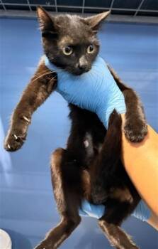 LUNA -  Domestic Short Hair Cat for Adoption in San Bernardino, California - LUNA | PetCurious
