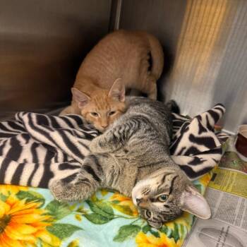 Eowyn -  Domestic Short Hair Cat for Adoption in Pittsburgh, Pennsylvania - Eowyn | PetCurious
