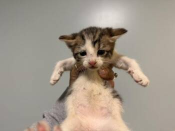 CHINA -  Domestic Short Hair Cat for Adoption in Doral, Florida - CHINA | PetCurious
