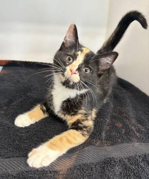 Domestic Short Hair Cats Available for Adoption in Rochester, Indiana - Thelma | PetCurious