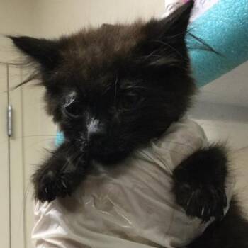 JUNE -  Domestic Short Hair Cat for Adoption in Riverside, California - JUNE | PetCurious