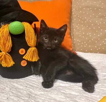 Nikon -  Domestic Short Hair Cat for Adoption in Groveland, Massachusetts - Nikon | PetCurious