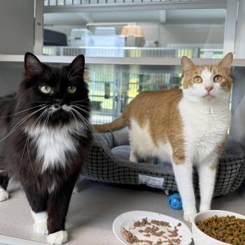 Ginger & Boots -  Domestic Short Hair Cat Available for Adoption in West Milford, New Jersey - Ginger & Boots | PetCurious