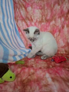 Matiss -  Siamese Cat for Adoption in Montreal, Quebec - Matiss | PetCurious