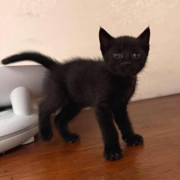 Domestic Short Hair Cats Available for Adoption in Tampa, Florida - Thing 1 | PetCurious