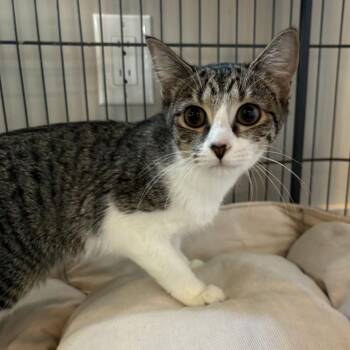 Gertie -  Domestic Short Hair Cat for Adoption in Louisville, Kentucky - Gertie | PetCurious