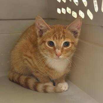 Golfcart -  Domestic Short Hair Cat for Adoption in Charlottesville, Virginia - Golfcart | PetCurious