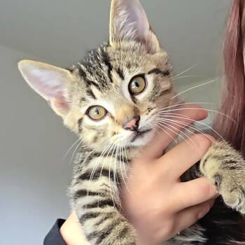 Forest Gump -  Domestic Short Hair Cat for Adoption in Abbotsford, British Columbia - Forest Gump | PetCurious
