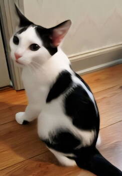 Rescue Domestic Short Hair Cats for Adoption in Franklin, Tennessee - KITTEN BANDIT | PetCurious