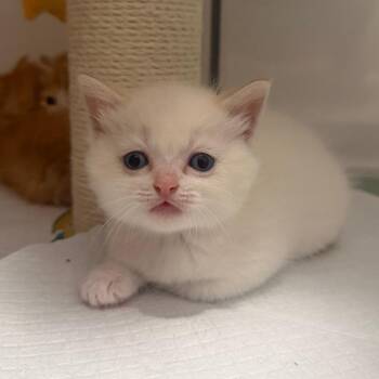 Eloise -  Siamese and Domestic Long Hair Cat for Adoption in Brighton, Missouri - Eloise | PetCurious