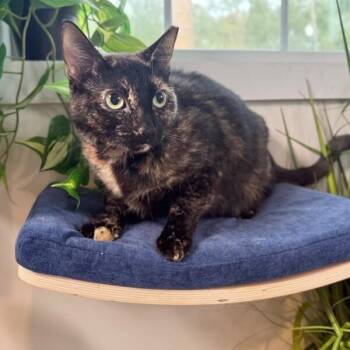 Marble Cake -  Tortoiseshell and Domestic Short Hair Cat for Adoption in Friendswood, Texas - Marble Cake | PetCurious