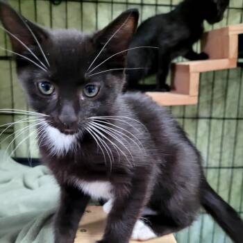 Domestic Short Hair Cats Available for Adoption in Belfair, Washington - Misty | PetCurious