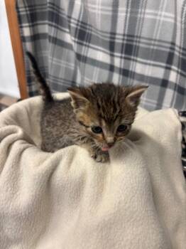Lilah -  Domestic Short Hair Cat for Adoption in Algona, Iowa - Lilah | PetCurious