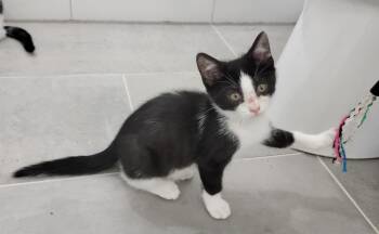 Rescue Domestic Short Hair Cats for Adoption in Manchester, Connecticut - Pepsi | PetCurious