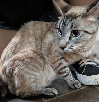 Precious -  Siamese Cat for Adoption in Grand Junction, Colorado - Precious | PetCurious